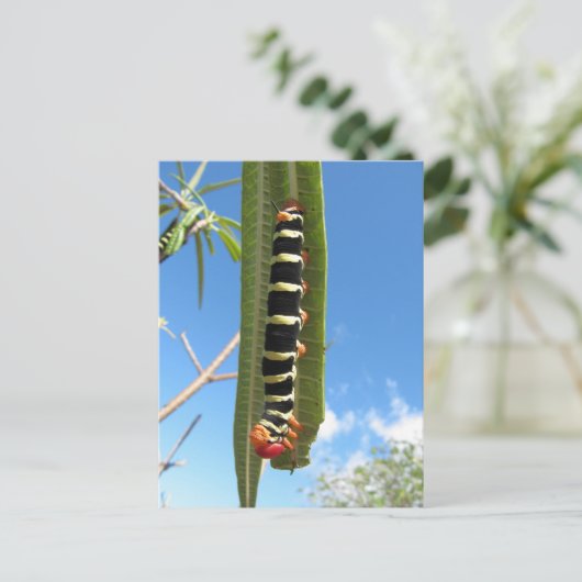 Carte Postale Caterpillar Escalade (Debout devant)