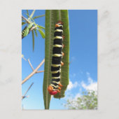 Carte Postale Caterpillar Escalade (Devant)
