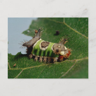 Carte Postale Caterpillar Manger une feuille