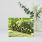 Carte Postale Caterpillar noire (Debout devant)