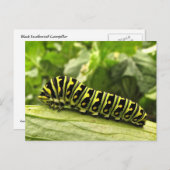 Carte Postale Caterpillar noire (Devant / Derrière)
