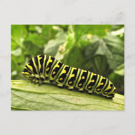 Carte Postale Caterpillar noire (Devant)