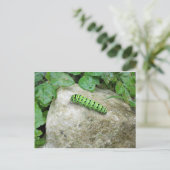 Carte Postale Caterpillar On Rock (Debout devant)