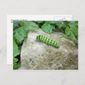 Carte Postale Caterpillar On Rock (Devant / Derrière)
