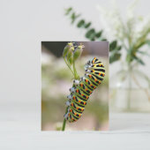 Carte Postale Caterpillar sur herbe (Debout devant)