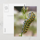 Carte Postale Caterpillar sur herbe (Devant / Derrière)