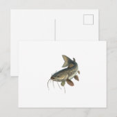 Carte Postale Catfish (Devant / Derrière)