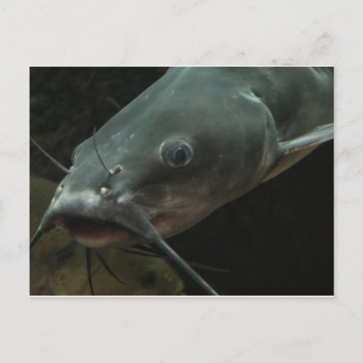 Carte Postale Catfish (Devant)