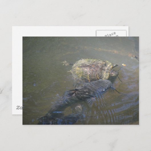 Carte postale Catfish and Turtle de la rivière (Devant / Derrière)