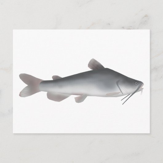 Carte Postale Catfish blanc (Devant)