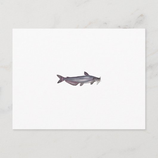 Carte Postale Catfish bleu (sans titre) (Devant)