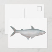 Carte Postale Catfish en silice (Devant / Derrière)