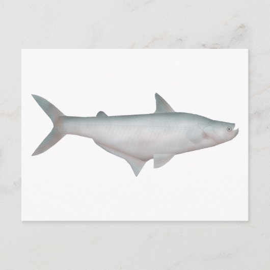 Carte Postale Catfish en silice (Devant)