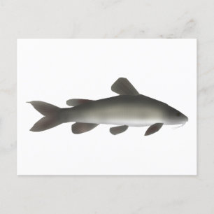 Carte Postale Catfish Golden Nile