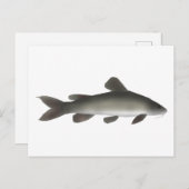 Carte Postale Catfish Golden Nile (Devant / Derrière)