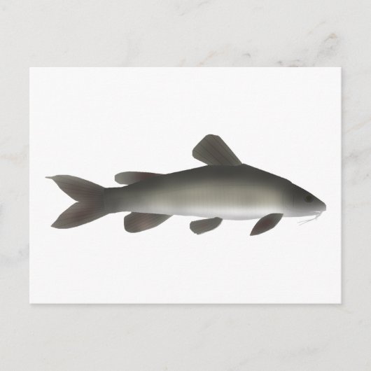 Carte Postale Catfish Golden Nile (Devant)