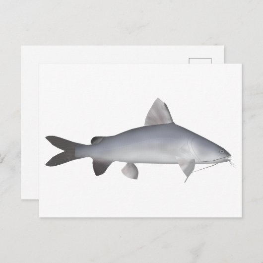 Carte Postale Catfish Saumon bleu (Devant / Derrière)