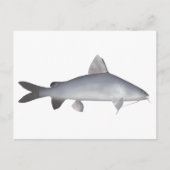 Carte Postale Catfish Saumon bleu (Devant)