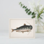 Carte postale Catfish - Style I (Debout devant)