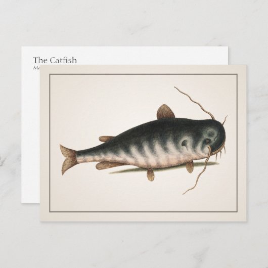Carte postale Catfish - Style I (Devant / Derrière)