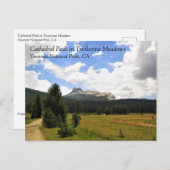 Carte Postale Cathedral Peak à Tuolumne Meadows, Yosemite, CA P (Devant / Derrière)