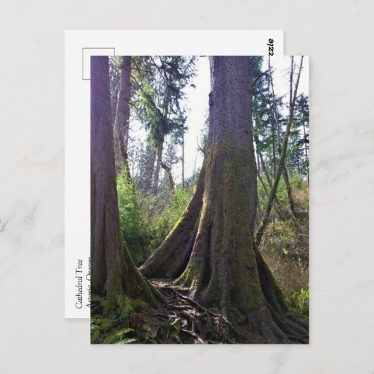 Carte Postale Cathédrale Arbre, Astoria, Oregon (Devant / Derrière)