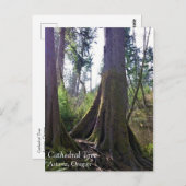 Carte Postale Cathédrale Arbre, Astoria, Oregon (Devant / Derrière)