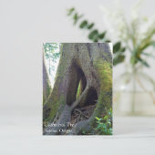 Carte Postale Cathédrale Arbre, Astoria, Oregon (Debout devant)