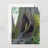 Carte Postale Cathédrale Arbre, Astoria, Oregon (Devant / Derrière)