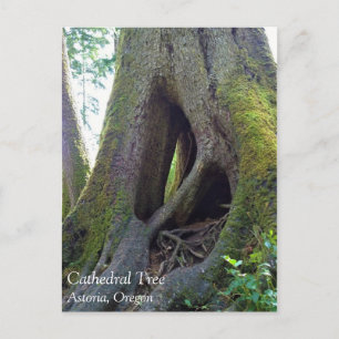 Carte Postale Cathédrale Arbre, Astoria, Oregon