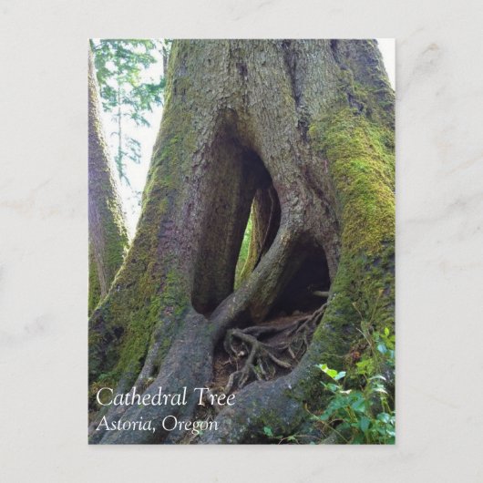 Carte Postale Cathédrale Arbre, Astoria, Oregon (Devant)