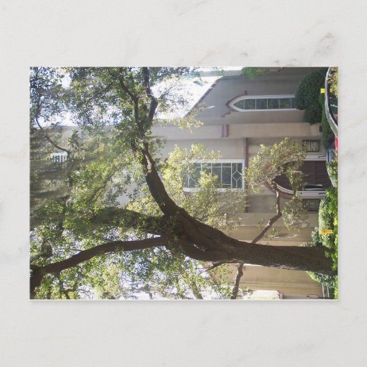 Carte Postale Cathédrale de Savannah Mossy (Devant)