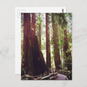 Carte Postale Cathédrale Grove (Devant / Derrière)