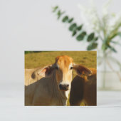 Carte Postale Cathine la jolie vache (Debout devant)