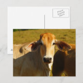 Carte Postale Cathine la jolie vache (Devant / Derrière)