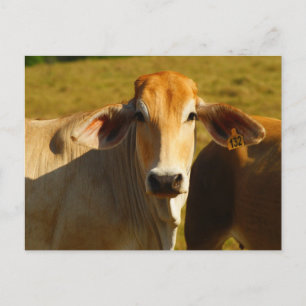 Carte Postale Cathine la jolie vache