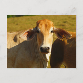 Carte Postale Cathine la jolie vache