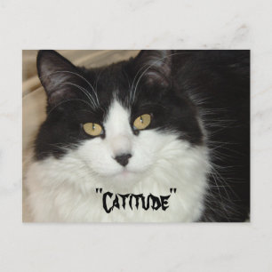 Carte Postale Catitude Chat avec une attitude