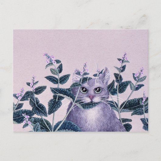 Carte Postale Catnip (Devant)