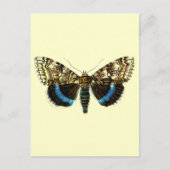 Carte Postale Catocala fraxini (Devant)