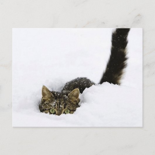 Carte Postale cats_and_snow_ (4) (Devant)