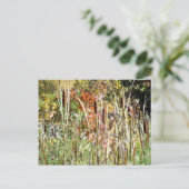 Carte Postale Cattails (Debout devant)