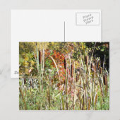 Carte Postale Cattails (Devant / Derrière)