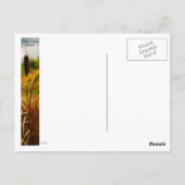 Carte Postale Cattails (Dos)