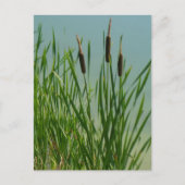 Carte Postale Cattails (Devant)
