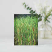 Carte Postale Cattails en Ontario, Canada (Debout devant)