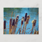 Carte Postale Cattails sur l'étang (Devant)
