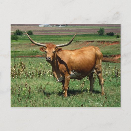 Carte Postale CattlecarD (Devant)