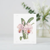 Carte Postale Cattleta trianae var exornata (Debout devant)