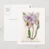 Carte Postale Cattleya mossiae (Devant / Derrière)